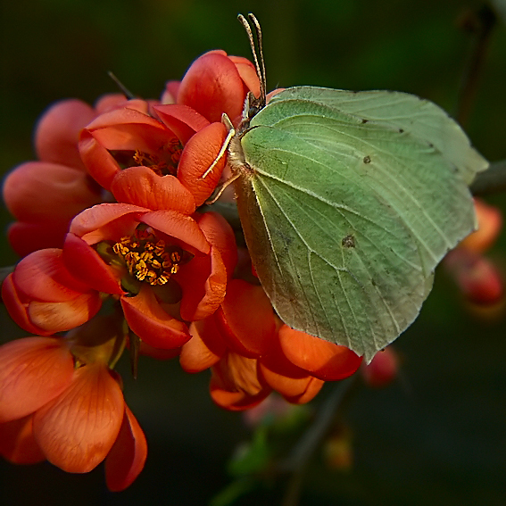 Gonepteryx rhamni