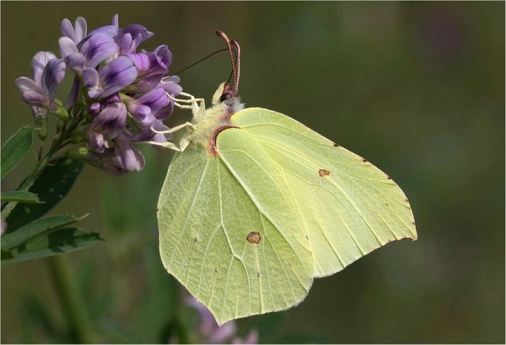 Gonepteryx rhamni