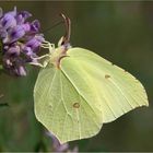 Gonepteryx rhamni