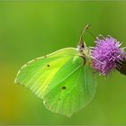 Gonepteryx rhamni