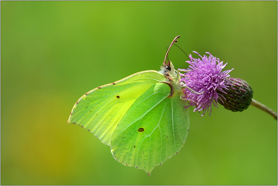 Gonepteryx rhamni