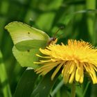 Gonepteryx rhamni