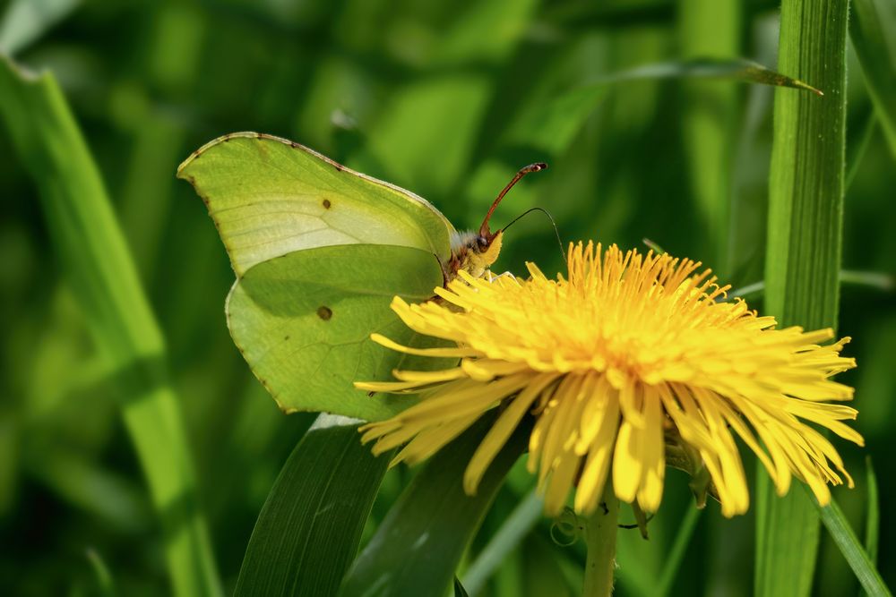 Gonepteryx rhamni