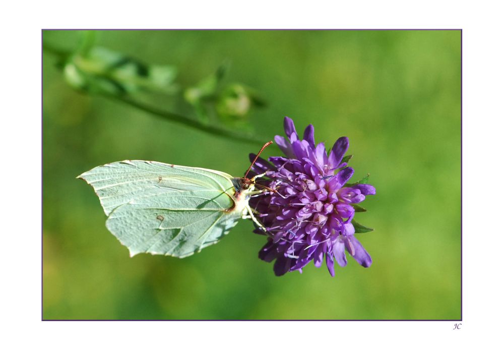 Gonepteryx rhamni