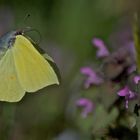 Gonepteryx rhamni in volo