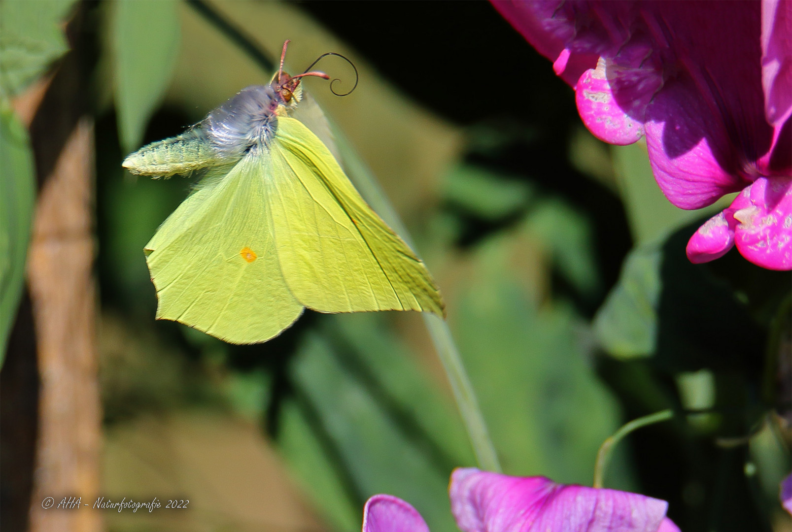 Gonepteryx rhamni Männchen im Flug