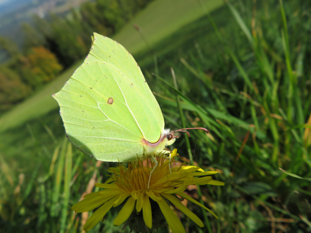  Gonepteryx rhamni- Zitronenfalter