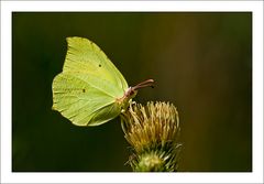 Gonepteryx rhamni - Zitronenfalter