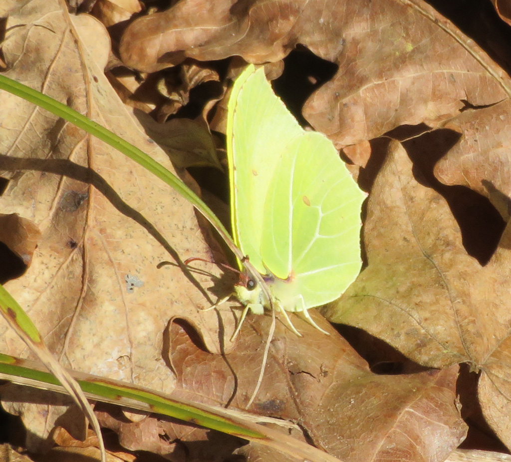 Gonepteryx rhamni- Zitronenfalter 