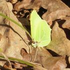 Gonepteryx rhamni- Zitronenfalter 