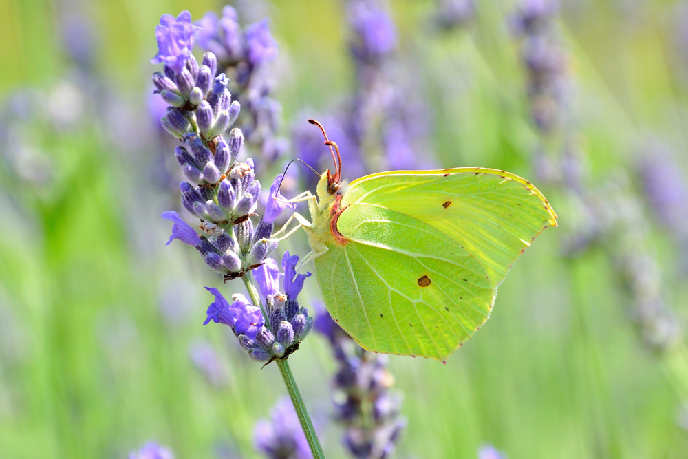 Gonepteryx rhamni (Zitronenfalter, Le Citron, Brimstone)