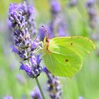 Gonepteryx rhamni (Zitronenfalter, Le Citron, Brimstone)