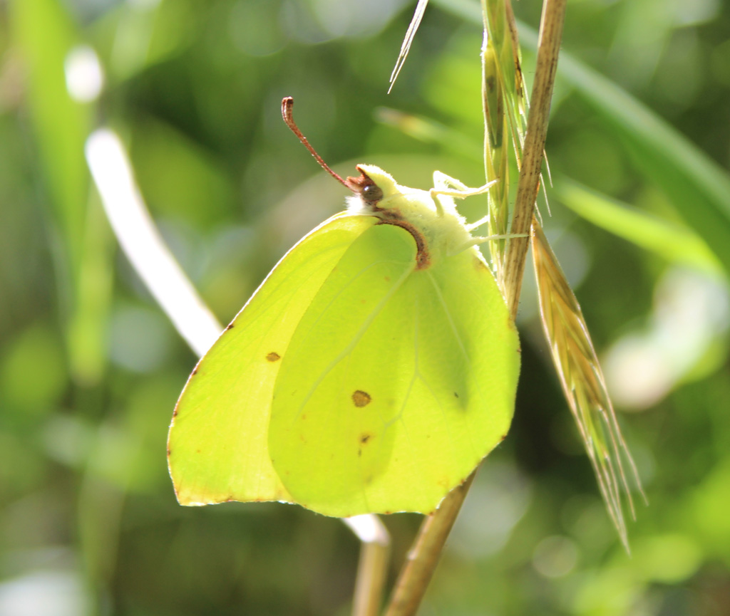  Gonepteryx rhamni- Zitronenfalter Männchen