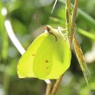  Gonepteryx rhamni- Zitronenfalter Männchen