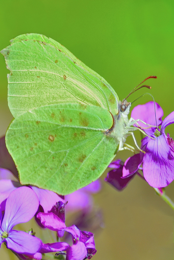 Gonepteryx rhamni.(cedronella)