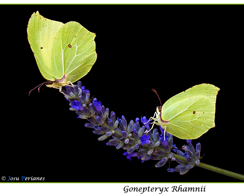 Gonepteryx Rhamnii