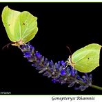 Gonepteryx Rhamnii