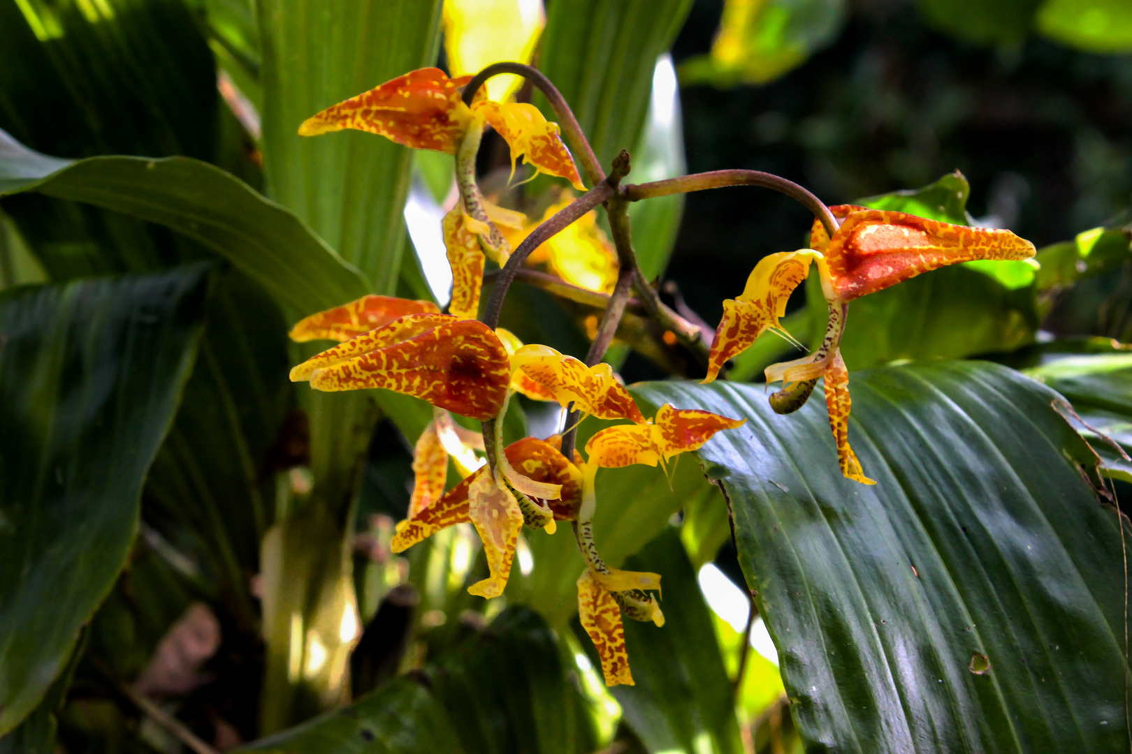 Gongora rufescens Flower