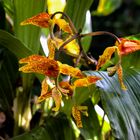 Gongora rufescens Flower