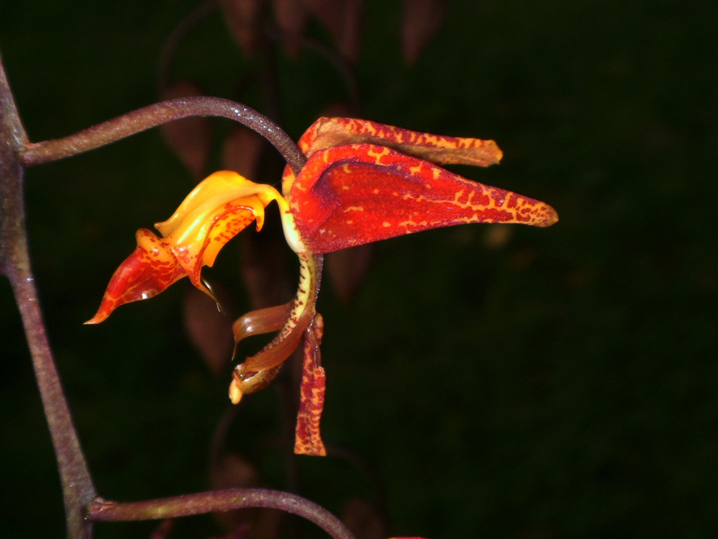 Gongora rufescens Flower II