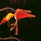 Gongora rufescens Flower II