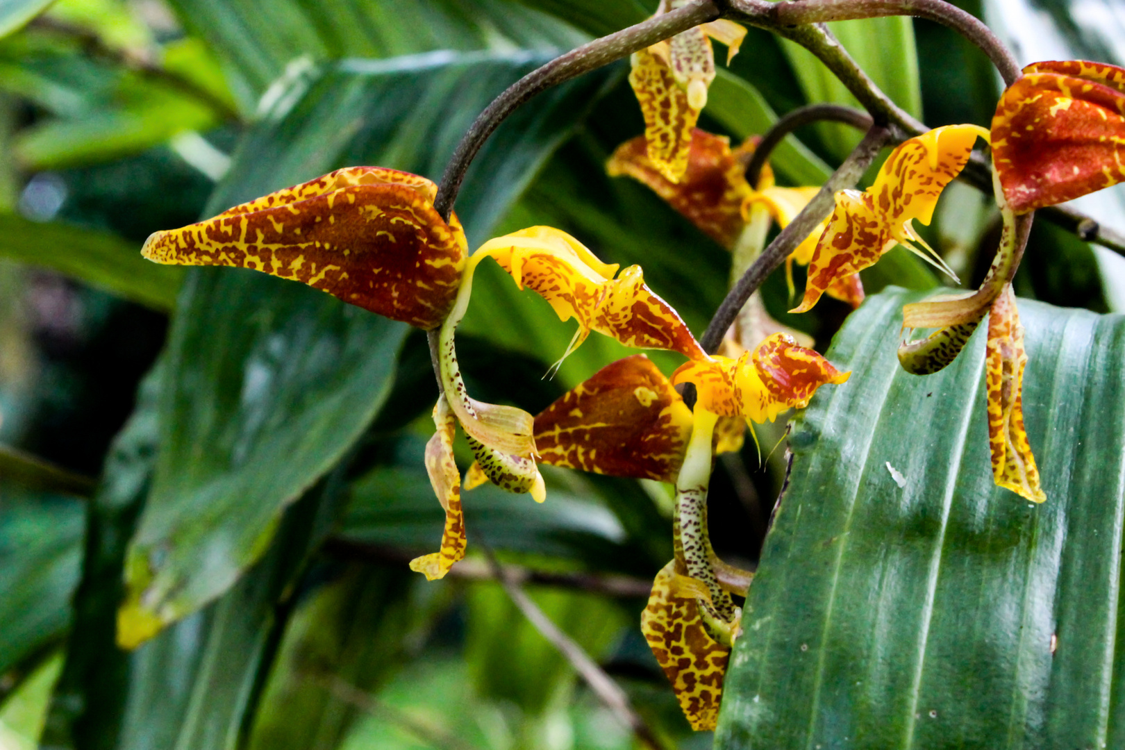 Gongora rufescens Flower II