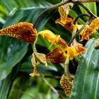 Gongora rufescens Flower II