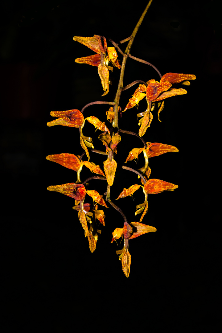 Gongora rufescens Flower II