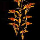 Gongora rufescens Flower II