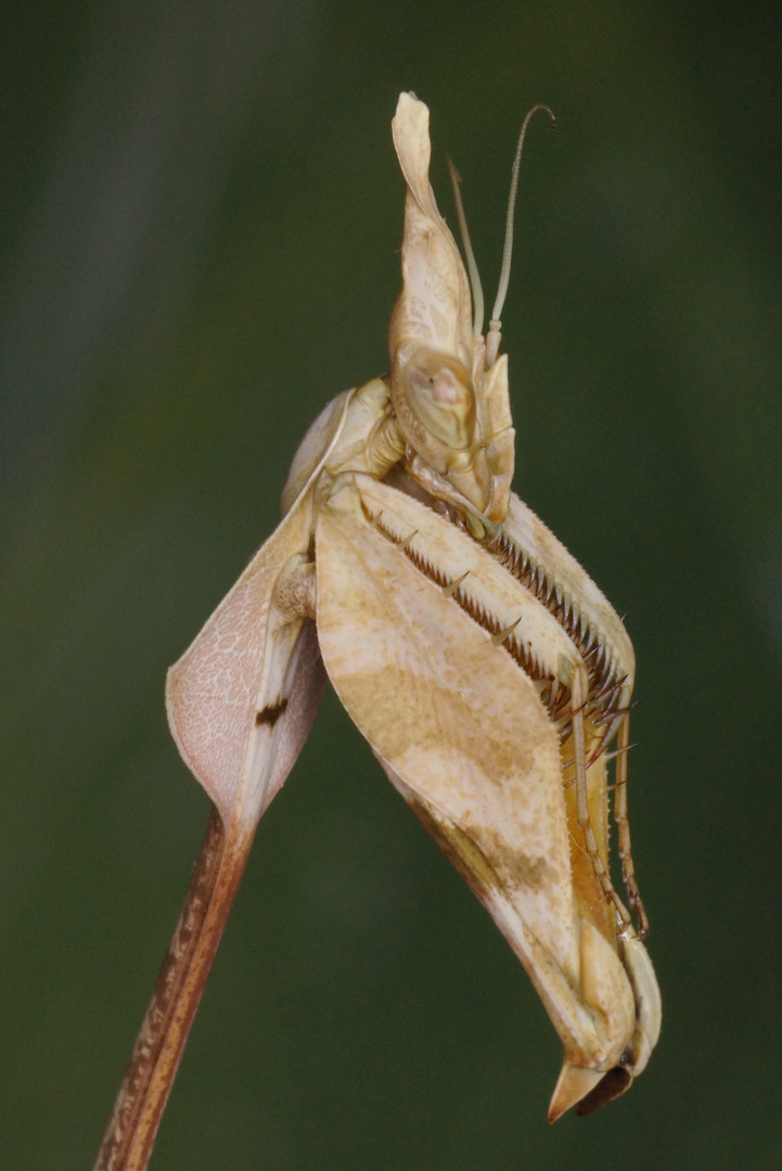 Gongylus gongylodes