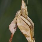 Gongylus gongylodes