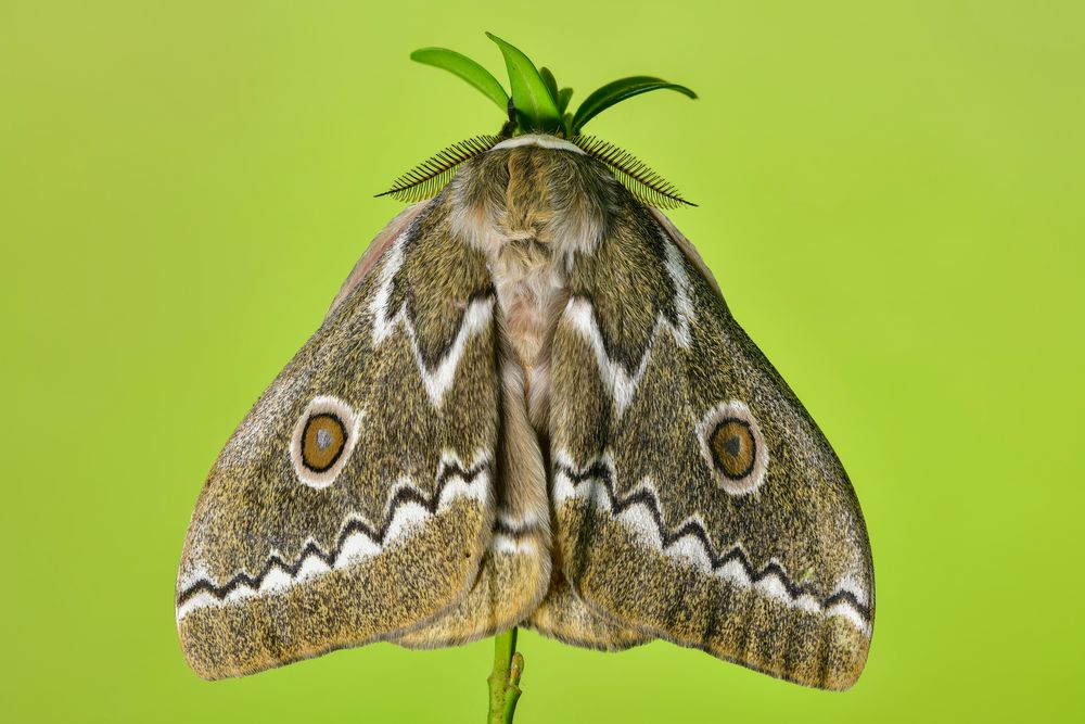 Gonimbrasia tyrrhea 2 Foto & Bild tiere, haustiere, terraristik