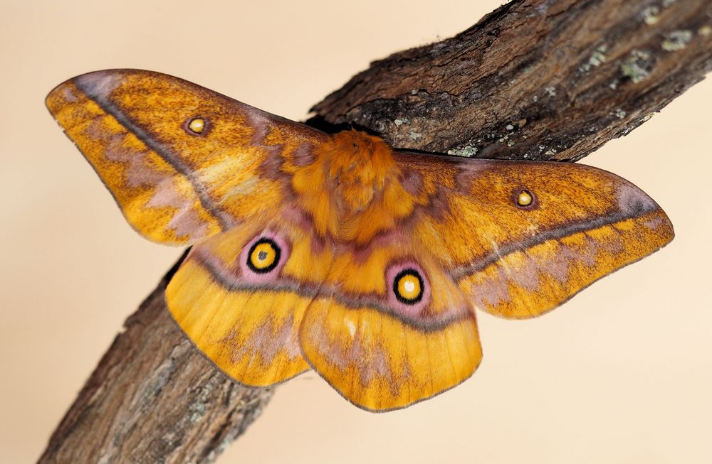 Gonimbrasia wahlbergii Foto & Bild tiere, haustiere, terraristik