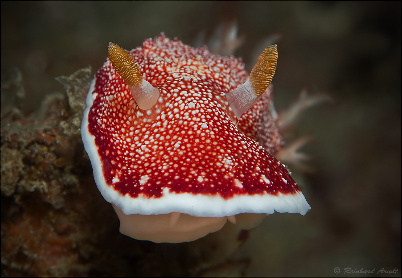 Goniobranchus reticulatus