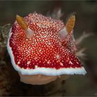 Goniobranchus reticulatus