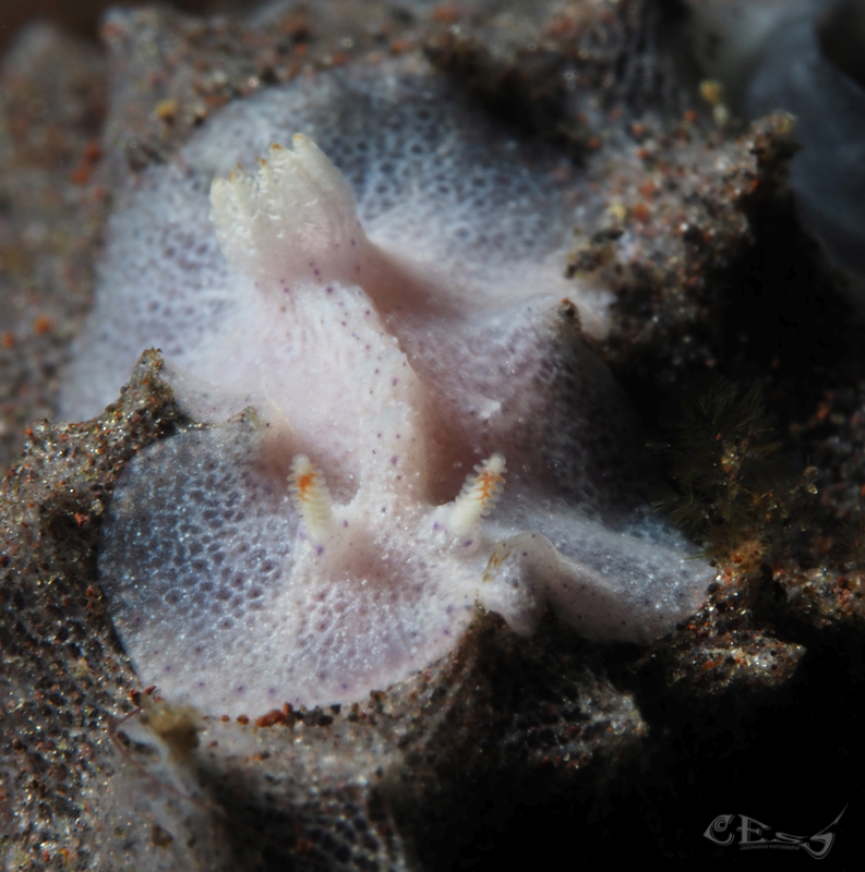 Goniobranchus sp.