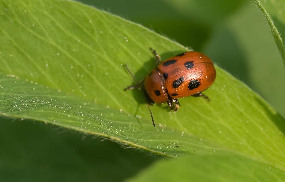 Gonioctena fornicata