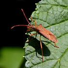 Gonocerus acuteangulatus