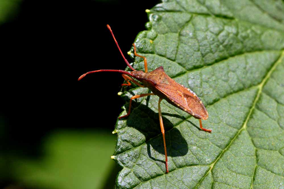 Gonocerus acuteangulatus