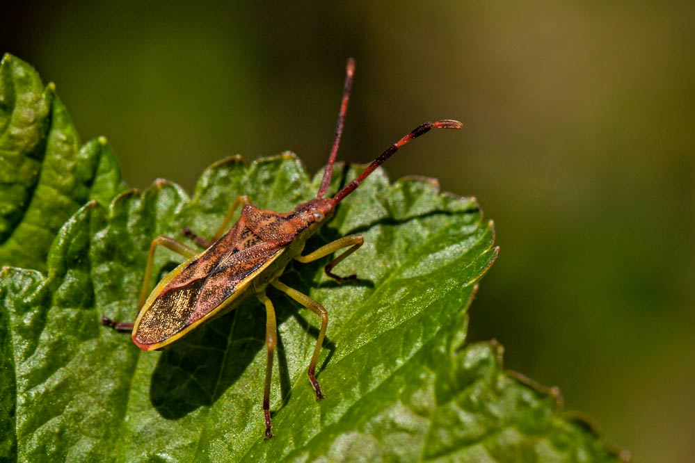 Gonocerus juniperi