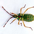 Gonocerus juniperi - Bauchseite