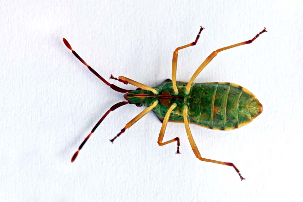 Gonocerus juniperi - Bauchseite