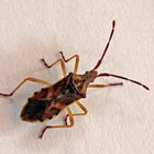 Gonocerus juniperi