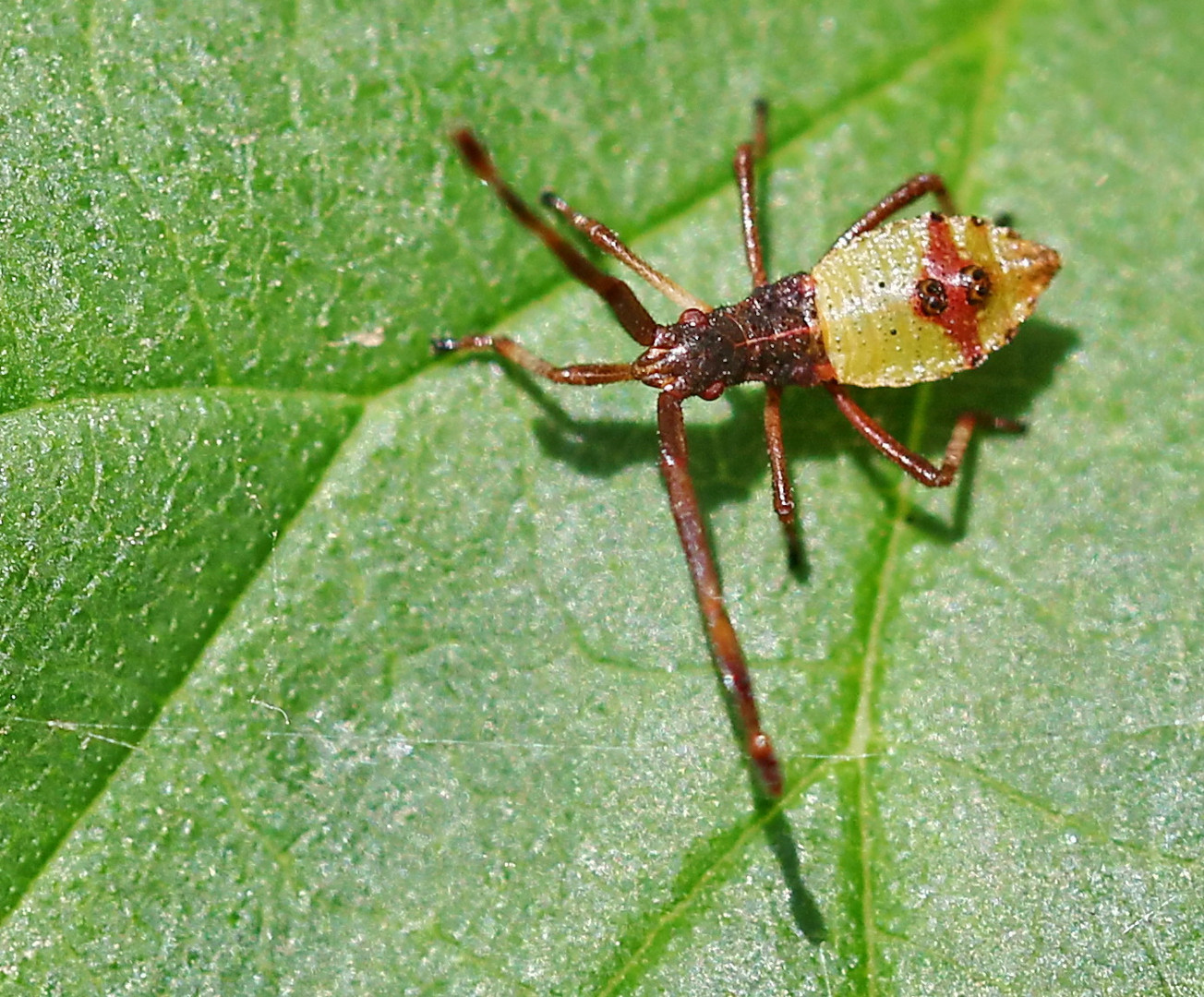 Gonocerus_acuteangulatus_S3