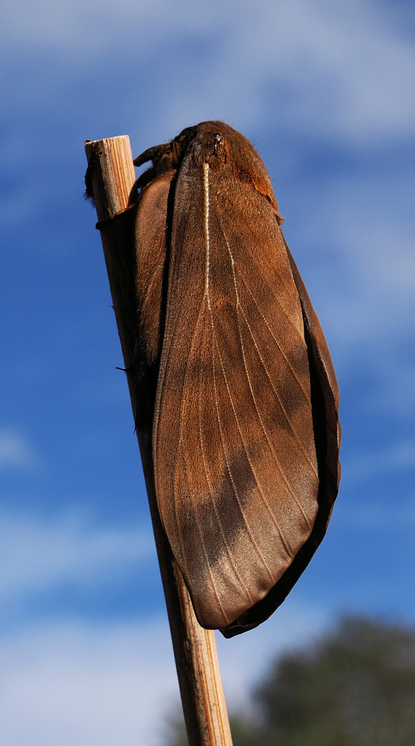 Gonometa titan Weibchen ….