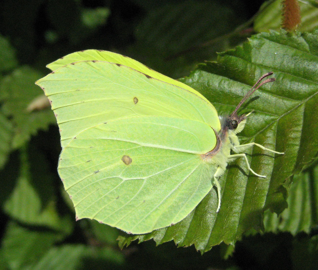 Gonpteryx rhami- Zitronenfalter