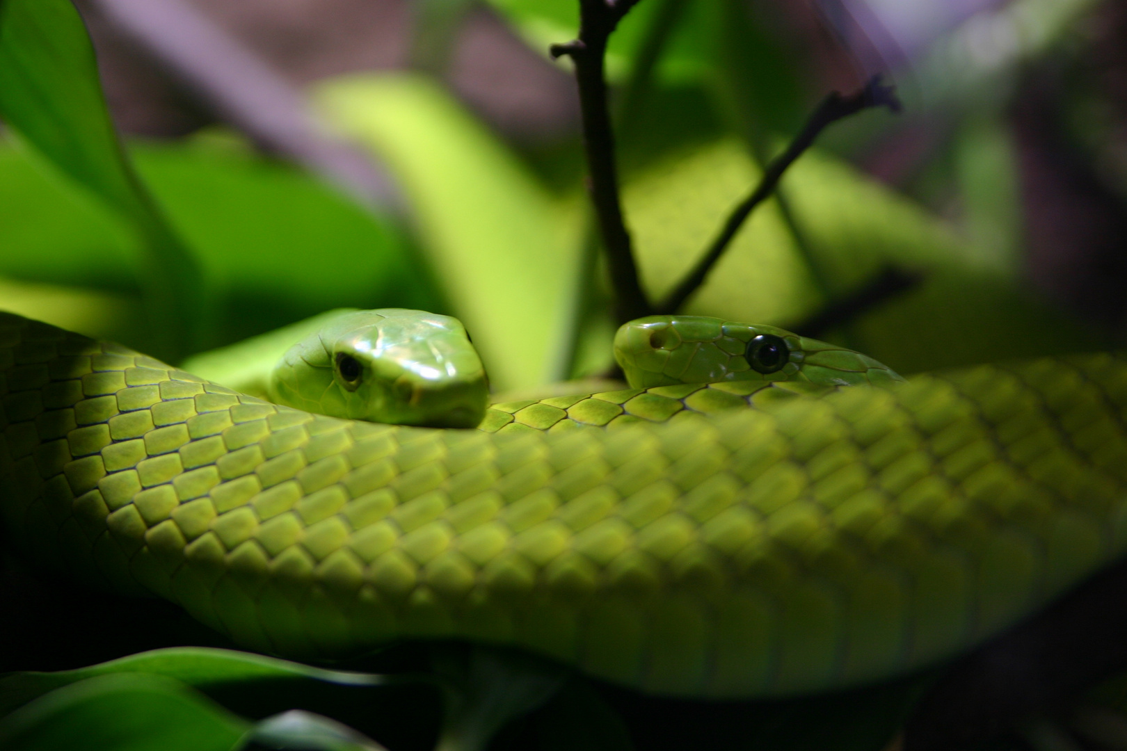 Gonyosoma oxycephalum