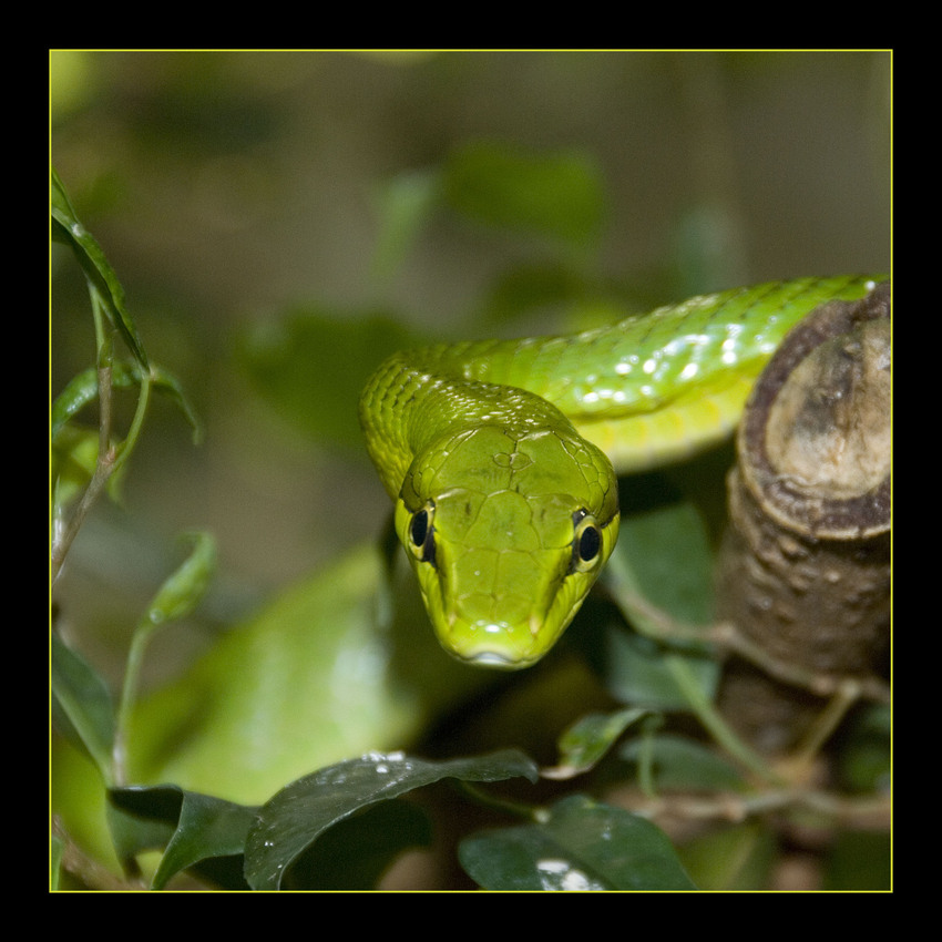 Gonyosoma oxycephalum II