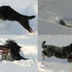 Gonzo liebt den Schnee:-)
