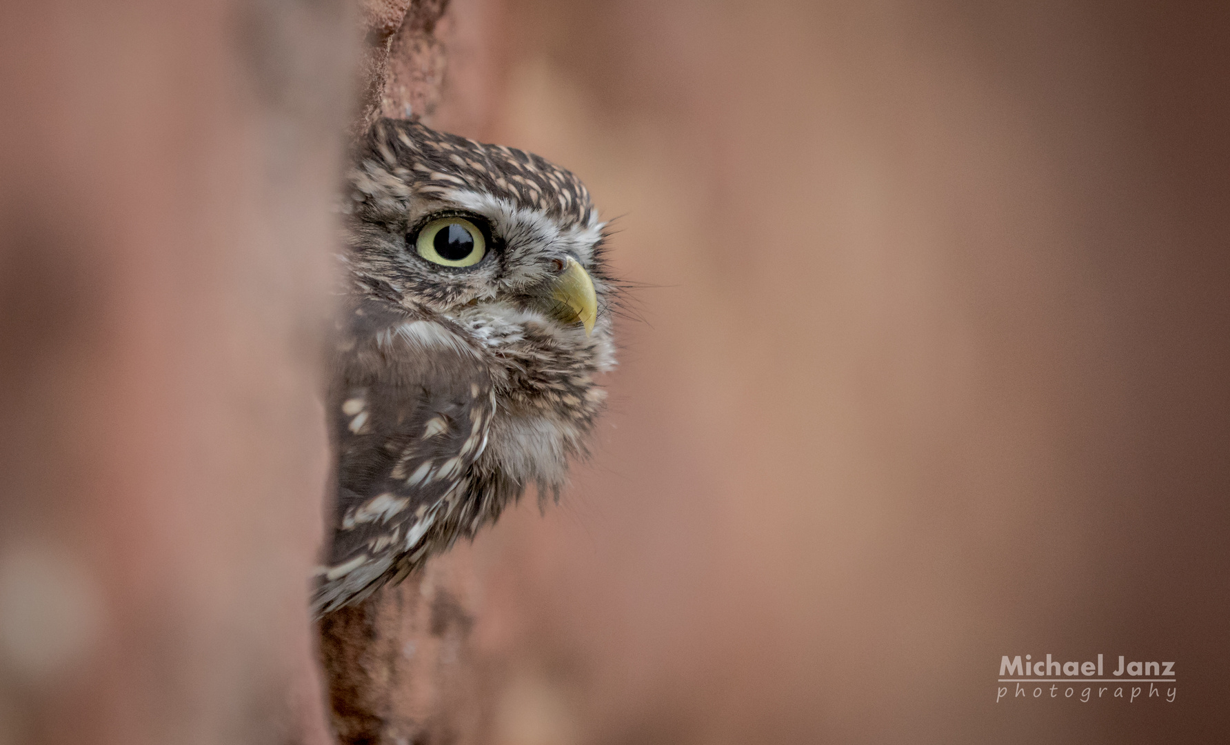 Gonzo the little Owl